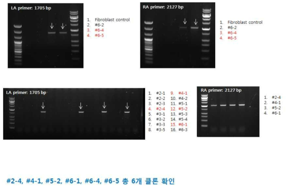 Knock in candidate clone 6개의 gDNA PCR 전기영동 사진