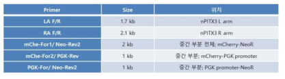 PITX3 KI 확인 Primer 별 PCR product size