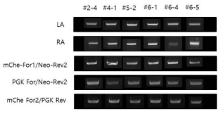 다른 프라이머를 이용한 PCR 전기영동 결과 확인