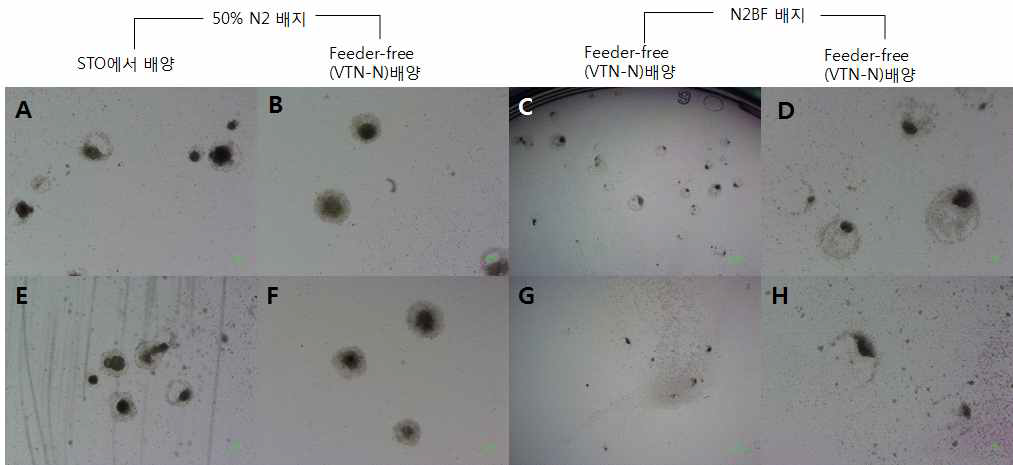 #4-1(SNUhES32p42)와 #6-4(SNUhES46p43)에서 형성된 EB를 부착시키고, rosette 형성을 위해 50% N2 배지 및 N2BF 배지에서 도파민 세포로의 분화를 유도하였으나 rosette 형성 되지 않음 A(x30): STO에서 콜로니로 배양된 SNUhES32 세포의 EB를 50% N2 배지에서 4일 동안 배양, B(x30): feeder-free 로 배양된 SNUhES32 세포의 EB를 50% N2 배지에서 4일 동안 배양, C(x8)&D(x30): feeder-free 로 배양된 SNUhES32 세포의 EB를 N2BF 배지에서 배양, E(x30): STO에서 콜로니로 배양된 SNUhES46 세포의 EB를 50% N2 배지에서 4일 동안 배양, F(x30): feeder-free에서 배양된 SNUhES46 세포의 EB를 50% N2 배지에서 4일 동안 배양, G(x8)&H(x30): feeder-free에서 배양된 SNUhEES46세포의 EB를 N2BF 배지에서 배양