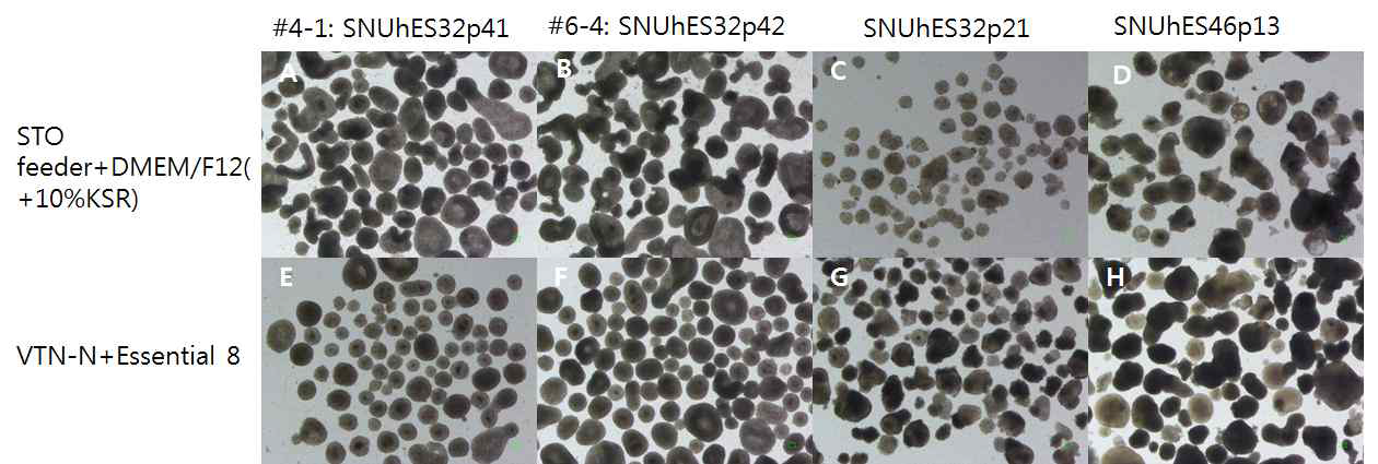 STO feeder 환경에서 배양된 세포와 feeder-free (VTN-N+E8) 환경에서 배양된 세포의 EB 형성 (day 5, x30) A&E: #4-1, B&F: #6-4, C&G: SNUhES32, D&H: SNUhES46