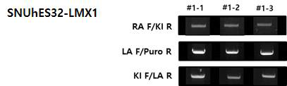 SNUhES32-LMX1 KI 클론 PCR 확인