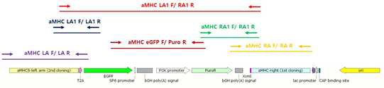 αMHC donor 지도와 프라이머 위치