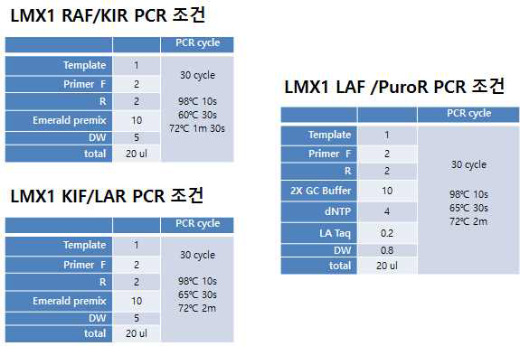 LMX1 construct PCR 조건