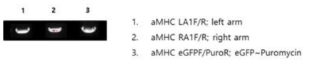 αMHC donor 를 이용하여 PCR 조건 확인