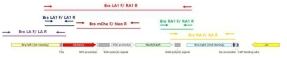 Brachyury donor 지도와 프라이머 위치