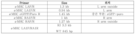 αMHC, construct 프라이머 사이즈