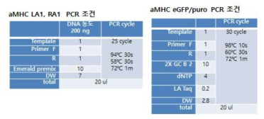 αMHC construct 각 위치의 프라이머를 이용한 PCR 조건