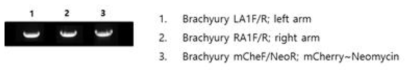 Brachyury donor 를 이용하여 PCR 조건 확인