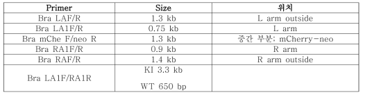 Brachyury construct 프라이머 사이즈