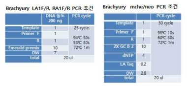 Brachyury 각 위치의 프라이머를 이용한 PCR 조건