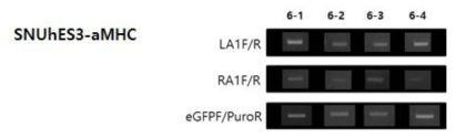 SNUhES3-aMHC KI 클론 PCR 확인