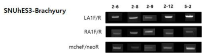 SNUhES3-Brachyury KI 클론 PCR 확인