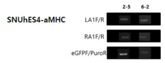 SNUhES4-aMHC KI 클론 PCR 확인