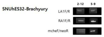 SNUhES32-Brachyury KI 클론 PCR 확인