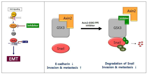 Axin2-GSK3 단백질 상호작용을 표적으로 한 약물개발의 연구 개념도