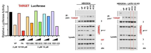 신규타겟 A에 대해 발굴된 최종 선도물질의 약물효능에 대한 luciferase assay 결과 및 IP 결과