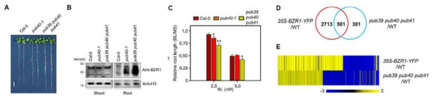 pub39 pub40 pub41 뿌리에서 BZR1의 축적 확인 및 RNA-seq 분석