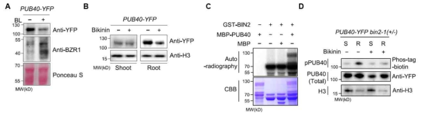 뿌리에서의 BIN2에의한 PUB40의 인산화 조절