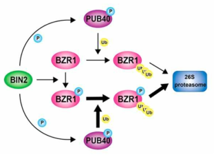 애기장대의 뿌리에서 PUB40 매개의 BZR1 분해에 대한 모식도