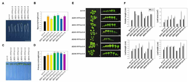 개별 BZR1 전사인자군을 과발현 시킨 bri1-5의 생장 표현형 확인