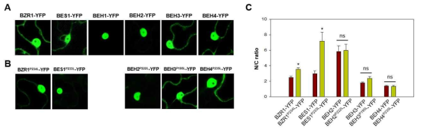 Tobacco cell에서의 BZR1f-YFP와 BZR1f(PtoL)-YFP 단백질의 핵/세포질 비율 비교