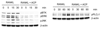 BTK 저해제인 acalabrutinib 의 파골세포 신호전달 단백질 활성화에 미치는 영향