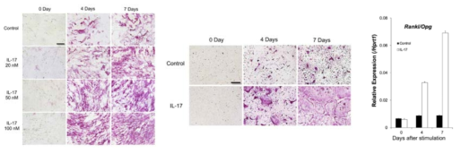 IL-17 에 의한 조골세포 및 파골세포 분화 촉진 확인 결과