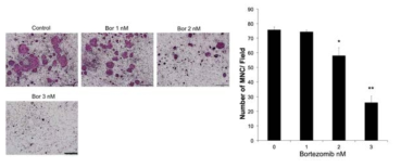 Bortezomib에 의한 co-culture 시스템에서 파골세포 분화 억제 효과