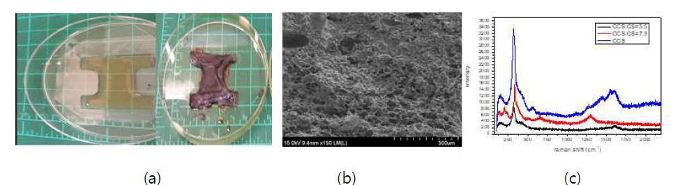 (a) 키토산(CS)/카테콜개질키토산(CCS) 복합소재, (b) 얻어진 소재의 SEM 단면 및 (c) Raman으로 카테콜과 Fe이온과의 배위결합 확인