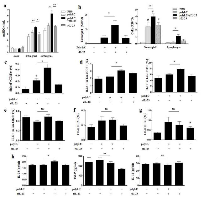 PolyI:C/rIL-23 투여에 의한 비알레르기성 호산구 천식 a. 메타콜린 기도과민성 b. 폐포세척액 내 염증세포 분율 c. 폐포세척액 내 호산구(CD11b+ siglecF+CD11c-) 분율(flow cytometry) d. e. Lung homogenate 내 IL-5, IL-13 분비 ILC2(CD45+Lin-ICOS+)와 IL-17 분비 ILC3(CD45+Lin-CD25+) 세포 분율 f. g. Lung homogenate 내 IL-13 분비 CD4+, IL-17 분비 CT4+ T세포 분율 h. Lung homogenate 내 IL-33, TSLP, IL-1β 농도 *P < 0.05, **P < 0.01: 비교하는 두 그룹 사이 #P < 0.05, ##P < 0.01: 대조군과 비교하여