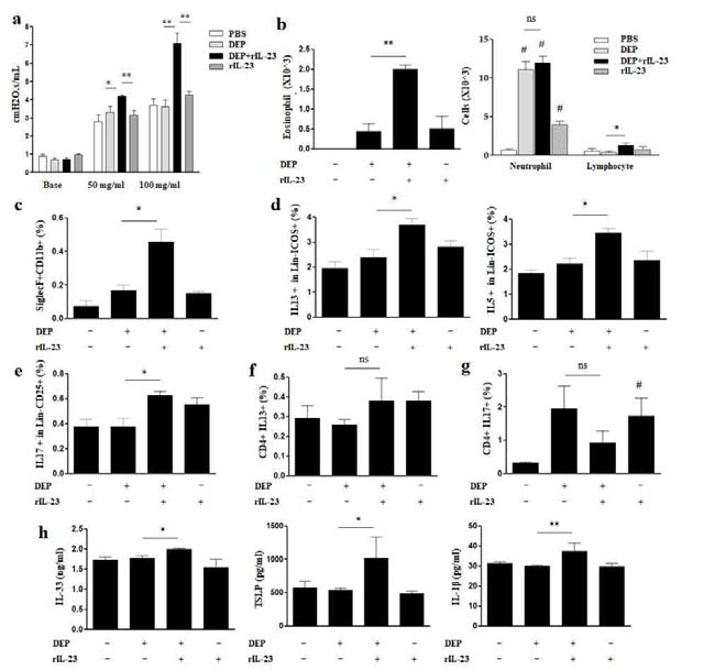 DEP/rIL-23 투여에 의한 비알레르기성 호산구 천식 a. 메타콜린 기도과민성 b. 폐포세척액 내 염증세포 분율 c. 폐포세척액 내 호산구(CD11b+ siglecF+CD11c-) 분율(flow cytometry) d. e. Lung homogenate 내 IL-5, IL-13 분비 ILC2(CD45+Lin-ICOS+)와 IL-17 분비 ILC3(CD45+Lin-CD25+) 세포 분율 f. g. Lung homogenate 내 IL-13 분비 CD4+, IL-17 분비 CT4+ T세포 분율 h. Lung homogenate 내 IL-33, TSLP, IL-1β 농도 *P < 0.05, **P < 0.01: 비교하는 두 그룹 사이 #P < 0.05, ##P < 0.01: 대조군과 비교하여