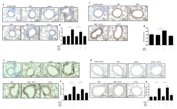 Immunohistochemystry 염색 a. IL-33; b. IL-33 발현 면적 비교; c. TSLP; d. TSLP 발현 면적 비교; e. αSMA; f. αSMA 발현 면적 비교; g. IL-23R; h. IL-23R 발현 면적 비교; *P < 0.05 비교하는 두 그룹 사이