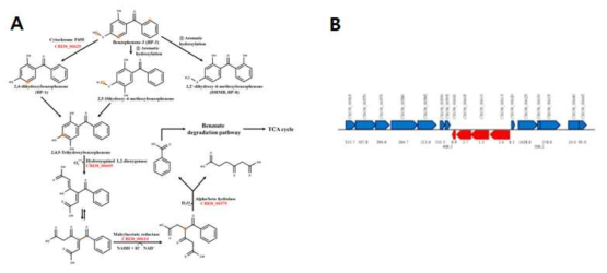 Rhodococcus sp. S2-17 균주의 LC-MS 분석을 통한 BP-3 분해과정 예상도(A) 및 과발현 유전자집단 분석 결과(B)