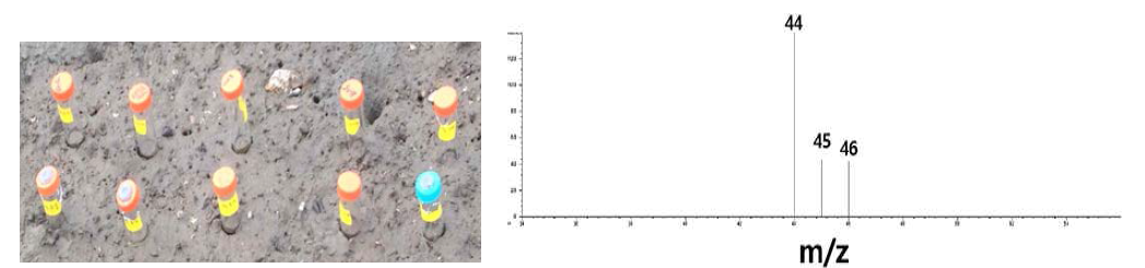 13C-나프탈렌을 공급한 토양 및 분해활성 측정을 위한 GC/MS 에서 13CO2와 12CO2의 비율 확인