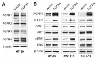 FGFR4 activates the PI3K/AKT and RAS/RAF/ERK pathways in colon cancer cells
