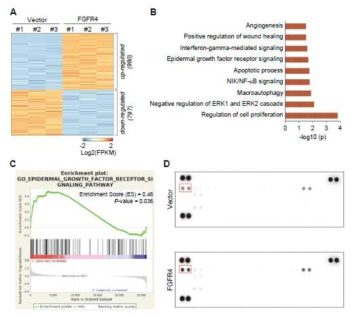 EGFR signaling is activated by FGFR4 in colon cancer cells