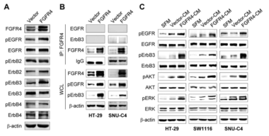 FGFR4 promotes phosphorylation and activation of EGFR and ErbB3