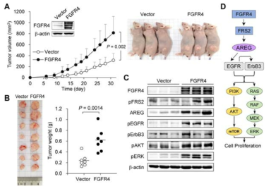 FGFR4 induces in vivo tumorigenesis of colon cancer cells