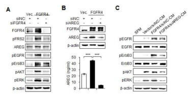 EGFR and ErbB3 activation was abrogated by inhibition of FGFR4-induced AREG expression