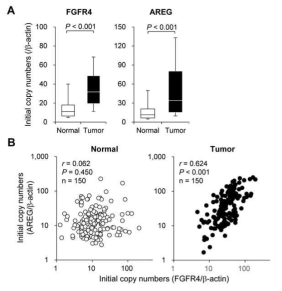 FGFR4 and AREG expression are positively correlated in human colon cancer