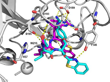 dipeptide 유도체 45a (cyan) 및 55 (magenta)의 in silico docking study