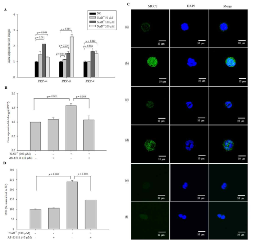 Effect of PKC-δ activation on MUC2 expression. (A) The expression levels of PKC-α, PKC-δ, and PKC-ε were investigated with qPCR. AS-65111 was used to inhibit PKC-δ. MUC2 expression was measured at the gene level (B) and at the protein level using ICC (600×) (C). To clarify that the secondary antibodies were not affected the generation of fluorescence signal, the preparations of the negative control and 200 μM NAD+-treated cells were created by omitting the primary antibody. (a) Negative control, (b) 200 μM NAD+, (c) 40 μM AS-65111, (d) 200 μM NAD+ and 40 μM AS-65111, (e) negative control without the primary antibody, (f) 200 μM NAD+ without the primary antibody. The fluorescence intensity was quantified (D). The data are expressed as the mean ± SD of three independent experiments performed in triplicate