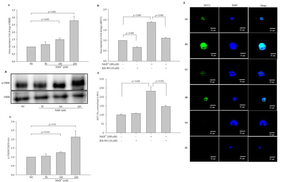 CREB acts as a transcription factor to stimulate the expression of MUC2 upon exogenous NAD+ administration. The effect of NAD+ on the expression of CREB was measured by qPCR (A). The protein levels of CREB and phosphorylated CREB were assessed by western blot analysis (B), and the p-CREB/CREB ratio was obtained (C). The blots are representative of three independent experiments. KG-501 was used to inhibit CREB activity, and MUC2 expression was measured at the gene level by qPCR (D) and the protein level by ICC (magnification 600×) (E). To clarify that the secondary antibodies were not affected the generation of fluorescence signal, the preparations of the negative control and 200 μM NAD+-treated cells were created by omitting the primary antibody. (a) Negative control, (b) 200 μM NAD+, (c) 10 μM KG-501, (d) 200 μM NAD+ and 10 μM KG-501, (e) negative control without the primary antibody, (f) 200 μM NAD+ without the primary antibody. The fluorescence intensity was quantified (F). The data are expressed as the mean ± standard SD of three independent experiments performed in triplicate