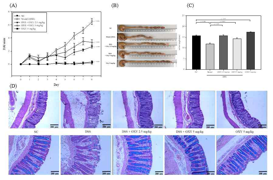 Disease-relieving effect of OXY in DSS-induced colitis rat model. (A) DAI was scored according to scoring system. (B, C) Colons were isolated and measured for their length. (D) Middle parts of distal colons were stained with H&E