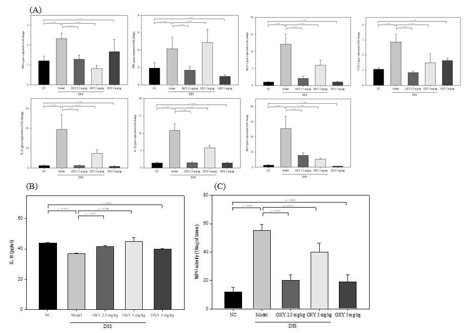 Effects of OXY on markers of inflammation and anti-inflammatory cytokine in DSS-induced colitis rat model. Expression levels of markers of inflammation (A) were measured at mRNA level. Anti-inflammatory cytokine IL-10 (B) was measured at protein level. (C) The peroxidase enzyme, myeloperoxidase (MPO) activity was measured
