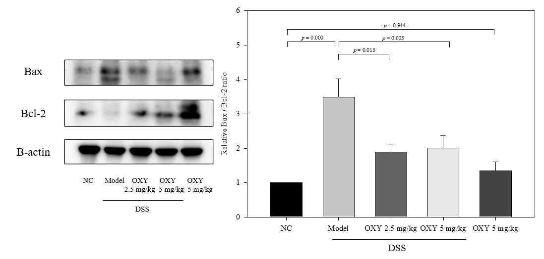 Effect of OXY on anti-apoptosis in DSS-induced colitis rat model. The colons were sectioned, washed with PBS and were homogenized. Bax/Bcl-2 protein ratio was measured by western blot
