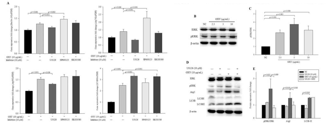 Effect of MAPK kinase inhibitors on the expression of autophagy-related genes and proteins. Cells were treated with OXY (10 μg/mL) with or without MEK inhibitor (U0126), JNK inhibitor (SP600125), and p38 inhibitor (SB203580). Expression levels of Beclin-1, Atg7, Atg5, and LC3B were determined by qPCR (A). Expression levels of phosphorylated ERK protein were measured by Western blotting (B) and quantified (C). Expression levels of phosphorylated ERK, Atg5, and LC3B proteins were measured (D) and quantified (E). Each value indicates the mean ± SD of three independent experiments performed in triplicate