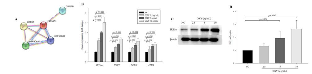 Effect of OXY on the expression levels of endoplasmic reticulum (ER) stress signaling pathway-related genes and proteins. Protein–protein interaction images were displayed using STRING (A). Expression levels of IRE1α, XBP1, PERK, and ATF4 were determined by qPCR (B). The expression level of the IRE1α protein was measured by Western blotting (C) and quantified (D). Each value indicates the mean ± SD of three independent experiments performed