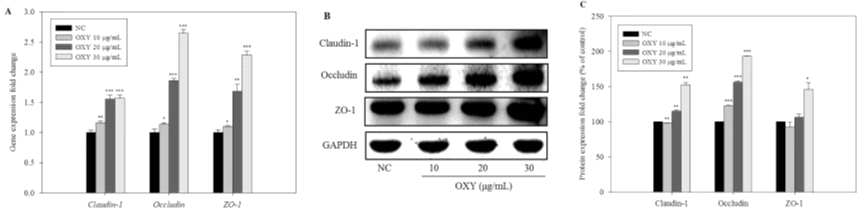 Effect of OXY on expression of Claudin-1, Occludin ,and ZO-1. Expression levels of the mRNAs (A), and the proteins (B) and quantified (C). Each value indicates the mean ± SD of three independent experiments performed in triplicate. *p < 0.05, **p < 0.01 and ***p < 0.001, compared with the negative control, Student’s t-test